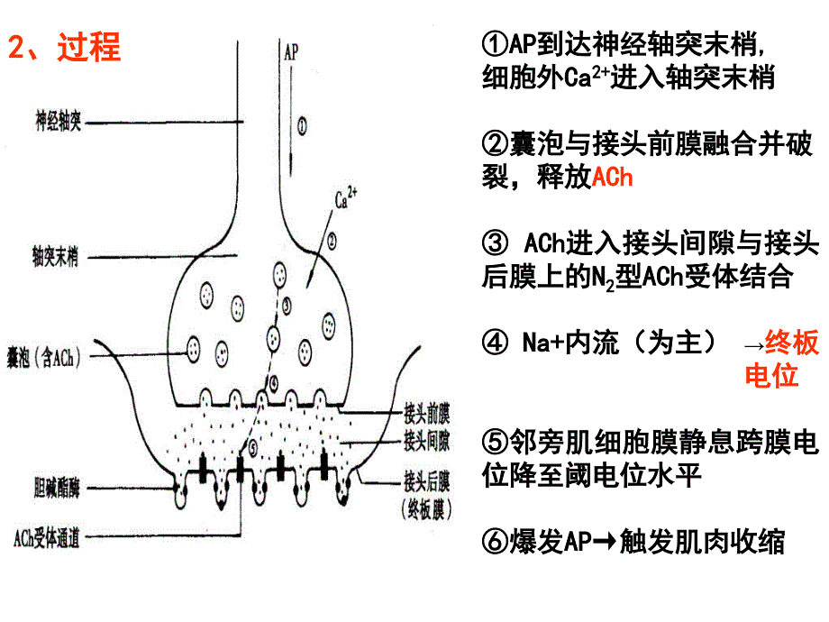 细胞基本功能第二部分_第3页