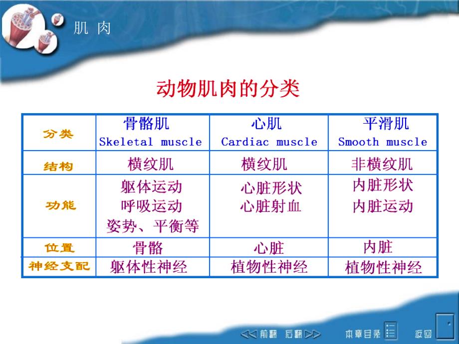 动物生理第八章肌肉_第3页