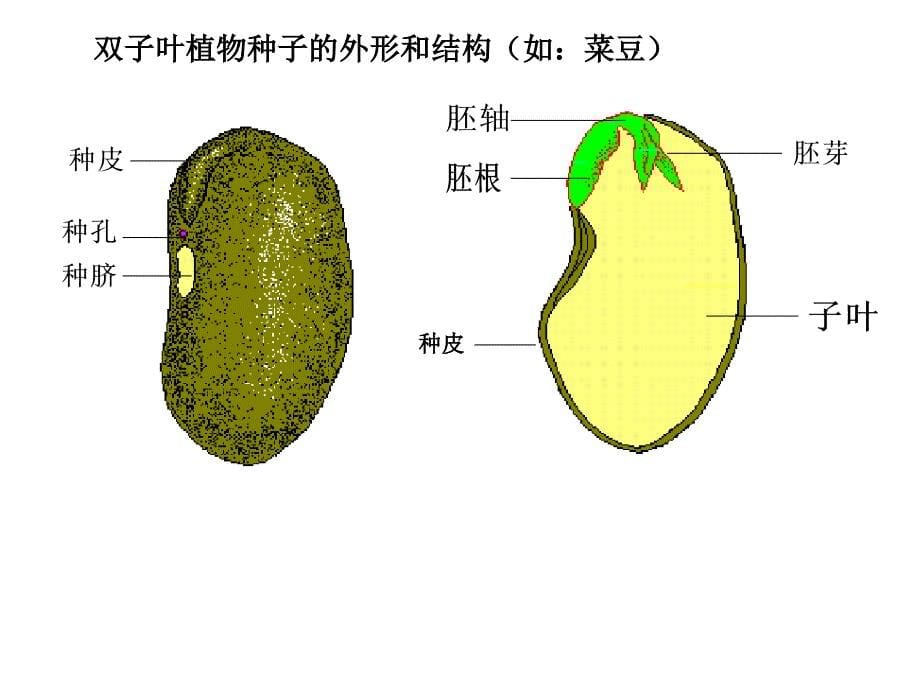 实验：观察种子结构--董信梅_第5页