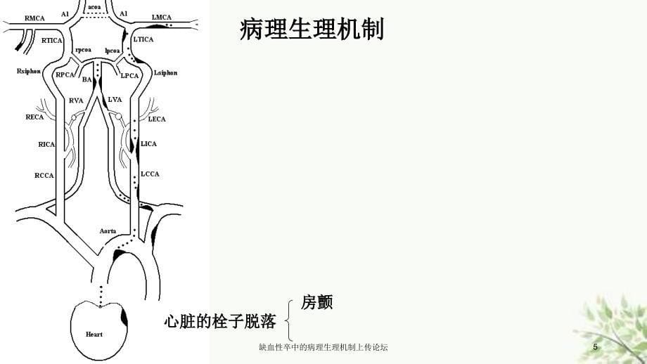 缺血性卒中的病理生理机制上传论坛课件_第5页