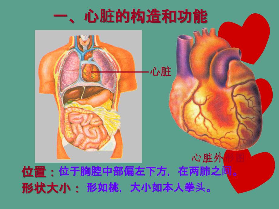 人教版七年级生物下册4.4.3输送血液的泵心脏14张ppt课件_第4页