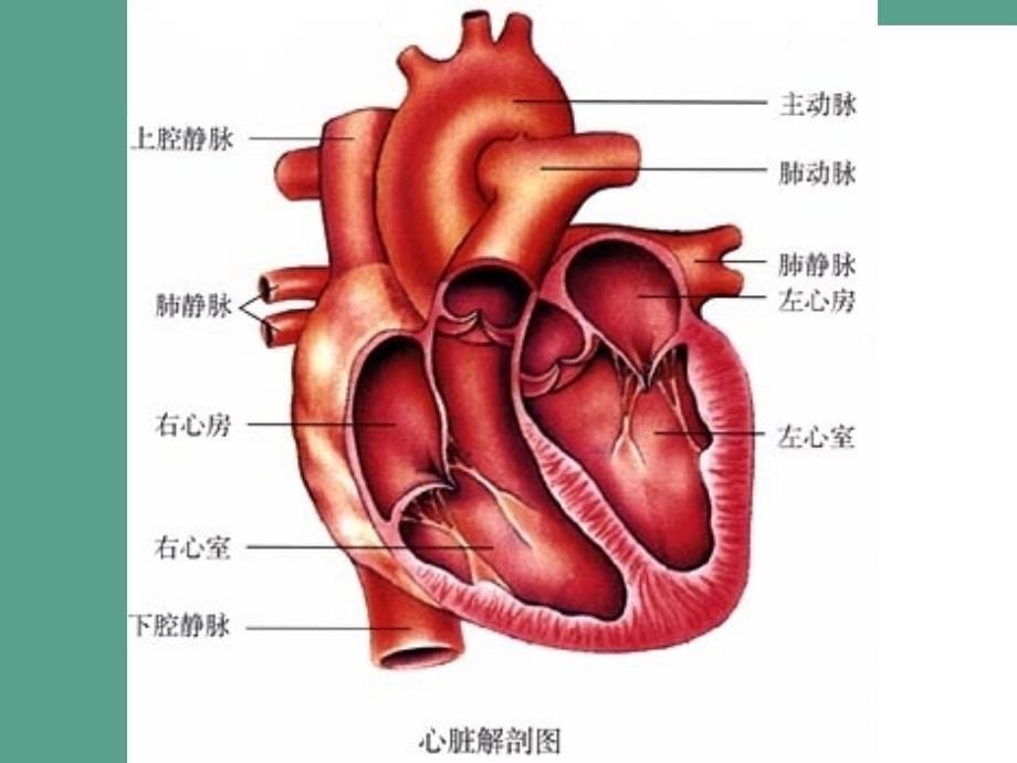 人教版七年级生物下册4.4.3输送血液的泵心脏14张ppt课件_第5页