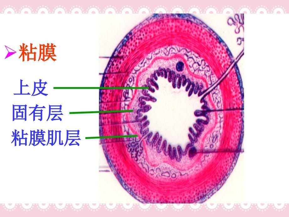 组织学与胚胎学课件：14 消化管_第5页