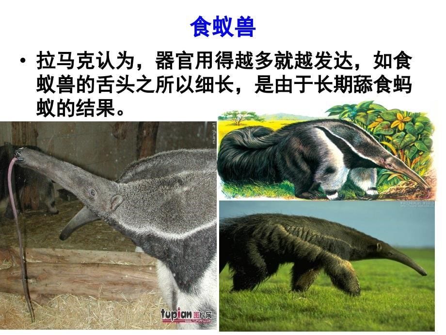 现代生物进化理论的由来上课用ppt课件_第5页