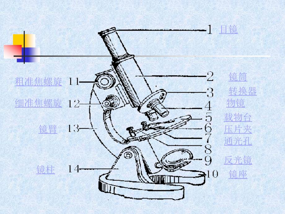 生物初中会考课件_第4页