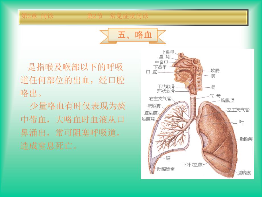 健康评估咯血PPT课件_第2页