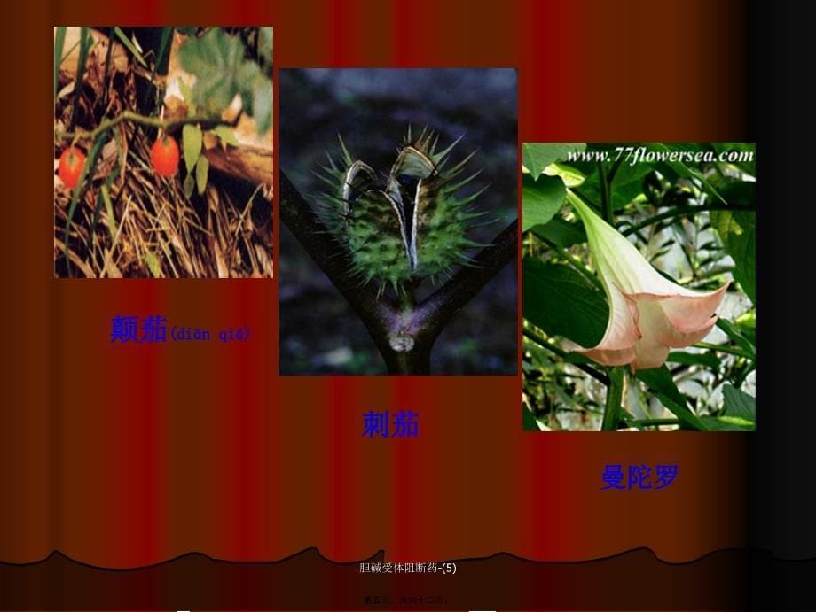 胆碱受体阻断药5课件_第5页