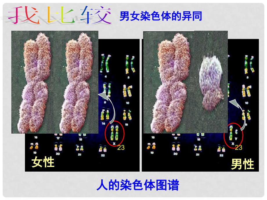 八年级生物上册 第四单元 第四章 第三节 人类染色体与性别决定课件 （新版）济南版_第4页