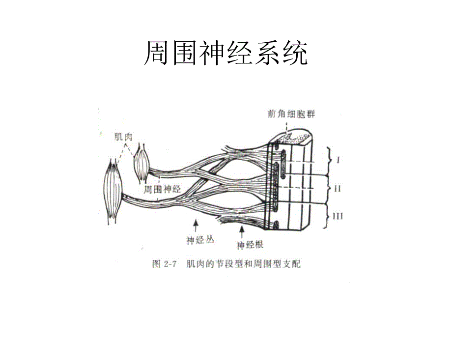 周围神经解剖_第2页