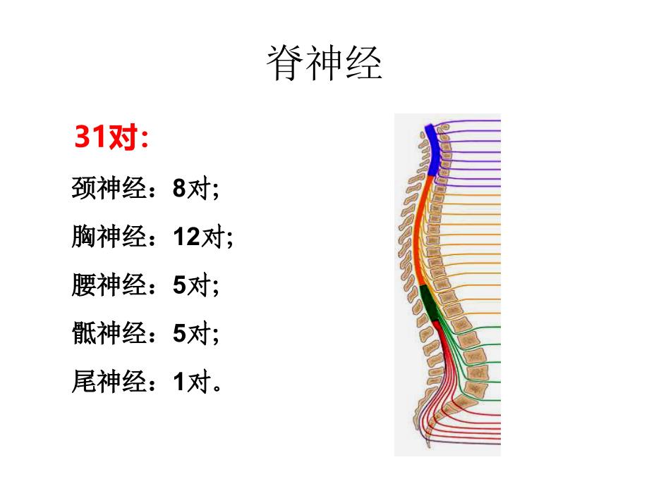 周围神经解剖_第3页