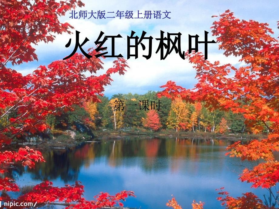 火红的枫叶课件1_第1页