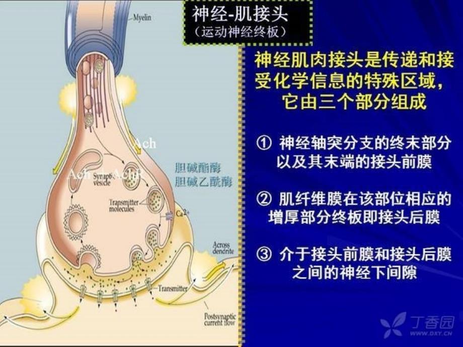 肌松药的临床应用及进展_第3页