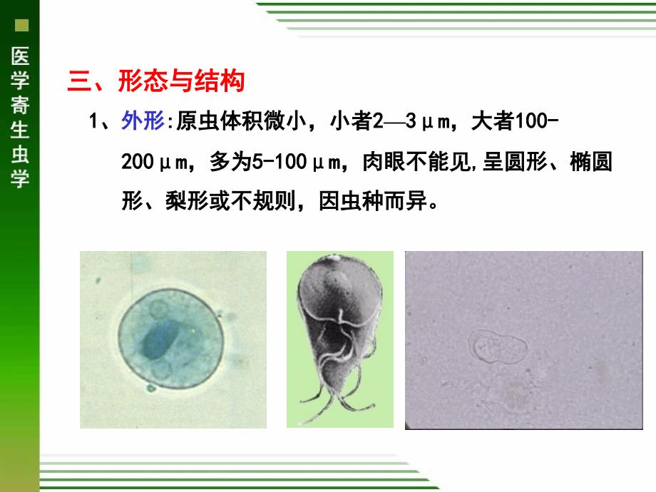 医学寄生虫学：医学原生动物概论溶组织内阿米巴鞭毛虫(临床的)_第4页