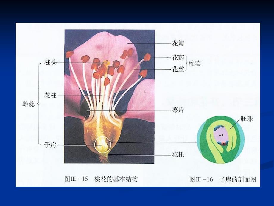 植物组织培养第四章胚胎培养和离体授粉_第4页