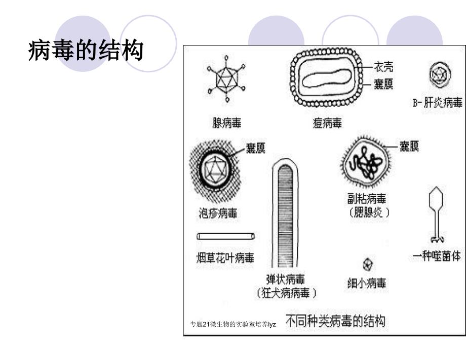 专题21微生物的实验室培养lyz课件_第3页