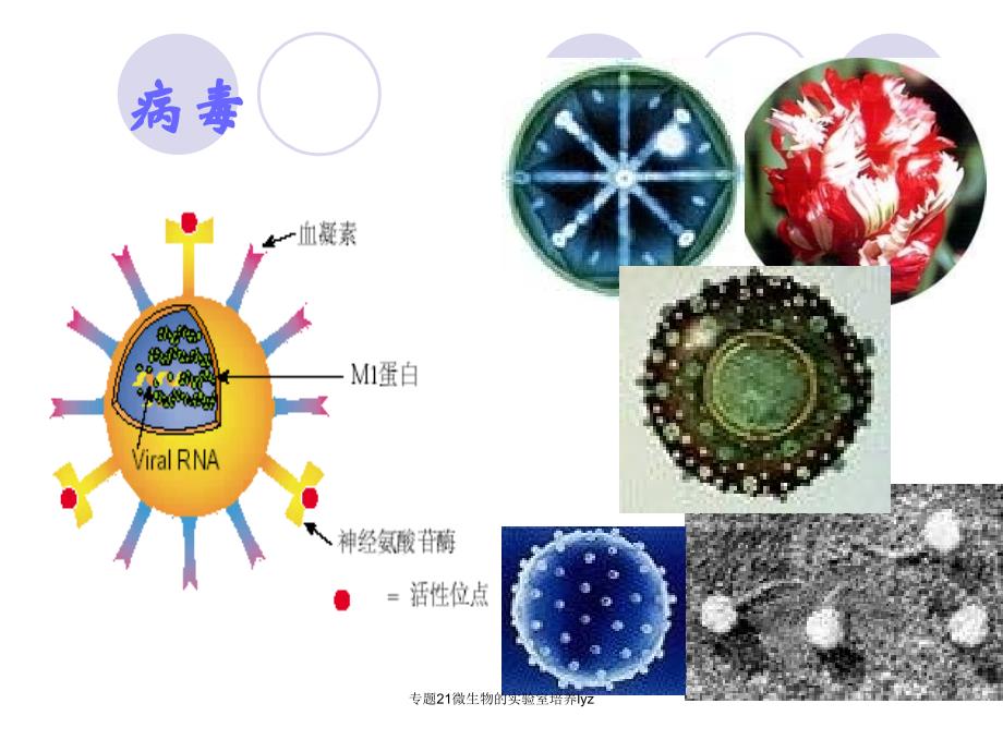 专题21微生物的实验室培养lyz课件_第4页