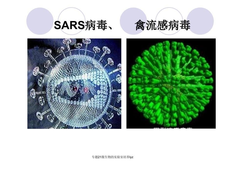 专题21微生物的实验室培养lyz课件_第5页