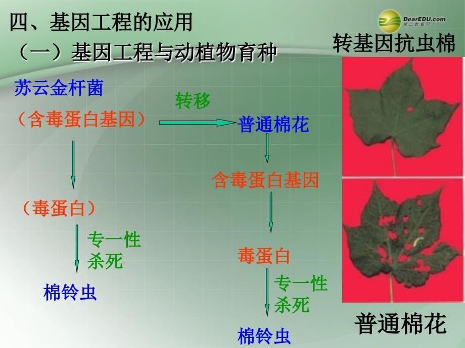 高中生物《基因工程》课件_第5页