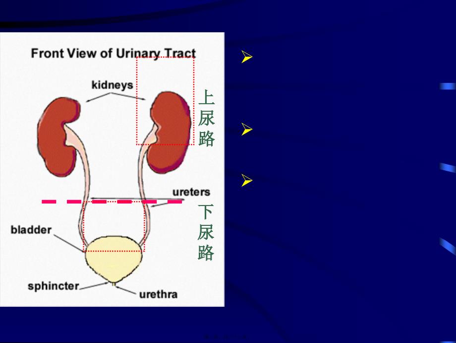医学专题—尿路感染PPT概述19688_第2页