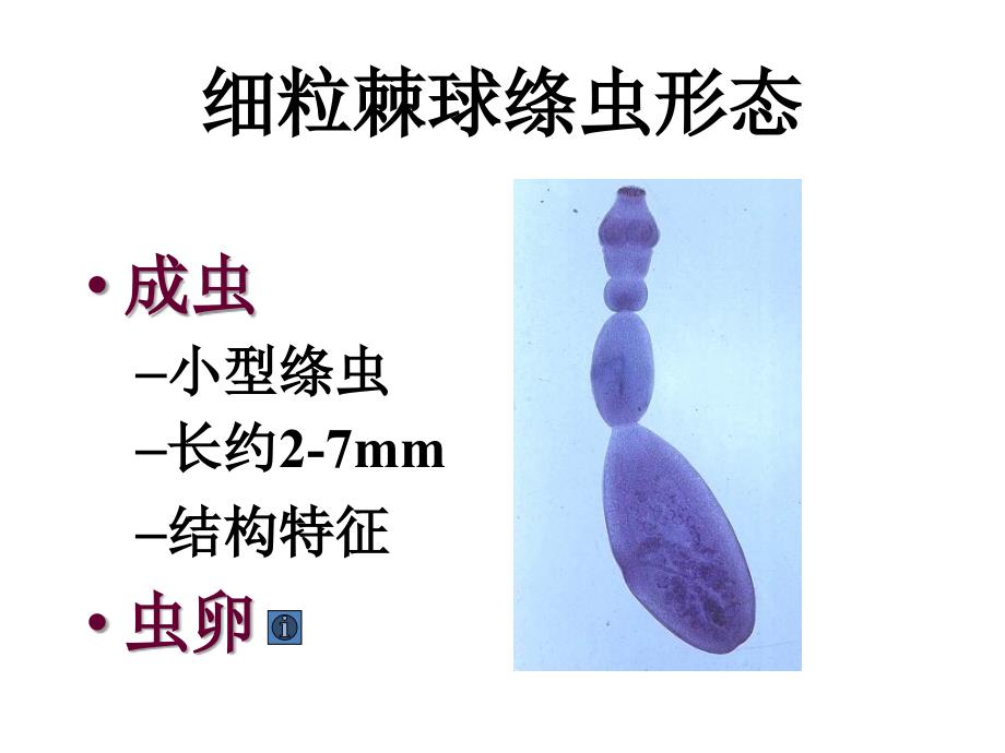 寄生虫学第九讲棘球裂头_第2页