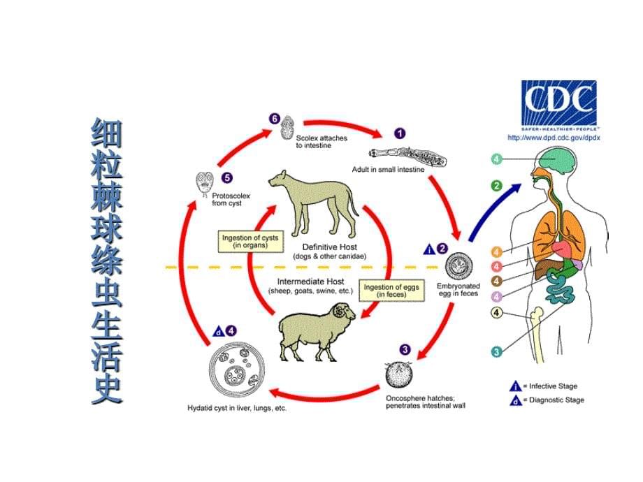 寄生虫学第九讲棘球裂头_第5页