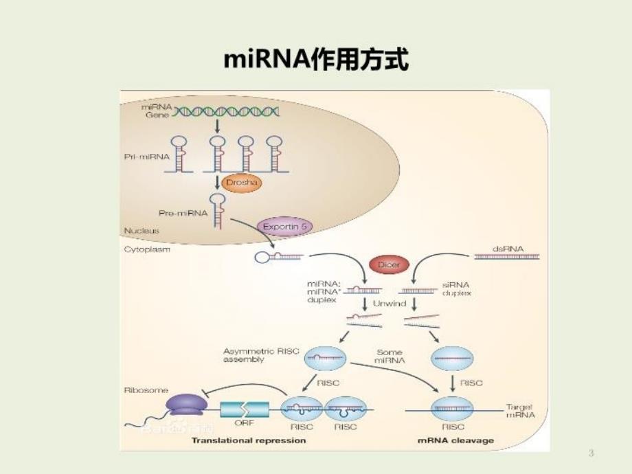 ceRNA机制与研究方案介绍备课讲稿_第3页