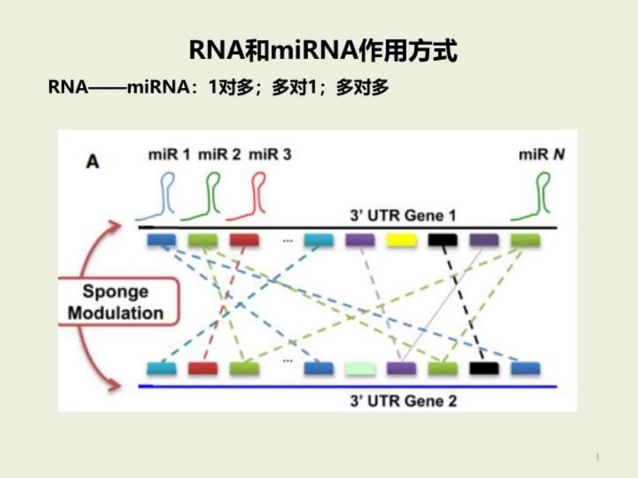 ceRNA机制与研究方案介绍备课讲稿_第4页