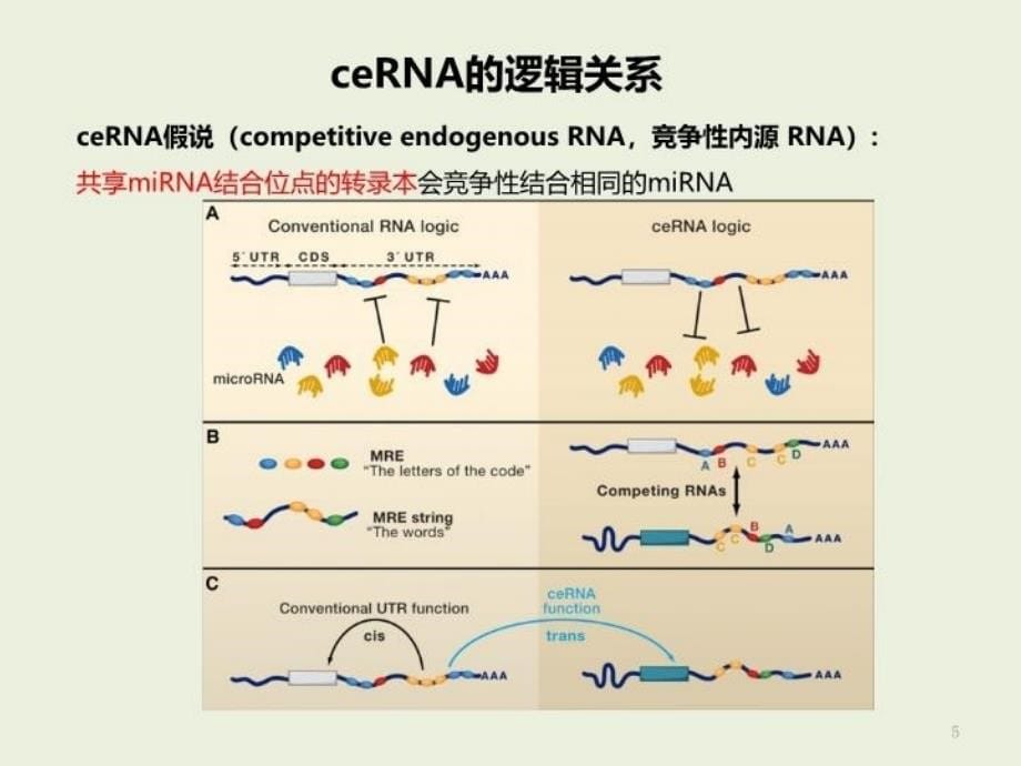 ceRNA机制与研究方案介绍备课讲稿_第5页