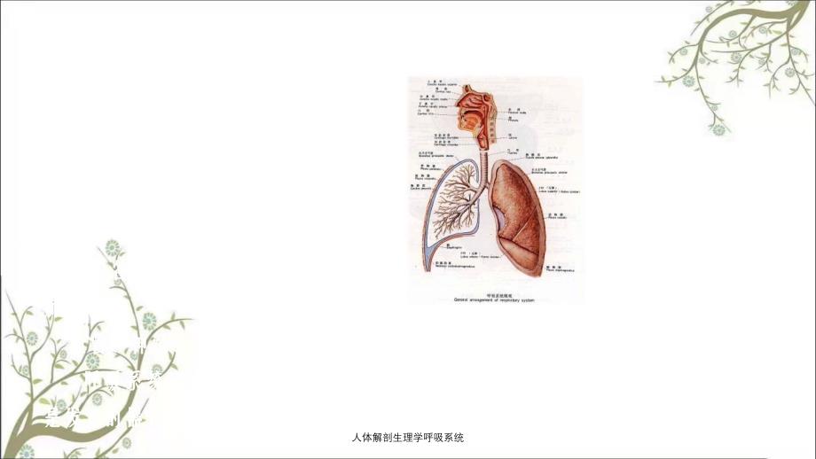 人体解剖生理学呼吸系统_第2页