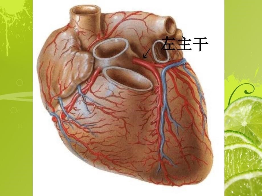 心脏冠状动脉解剖PPT课件_第5页