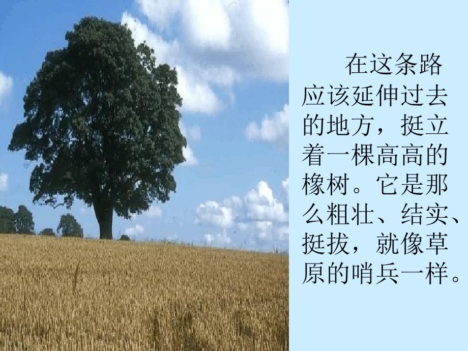 路旁的橡树_第3页