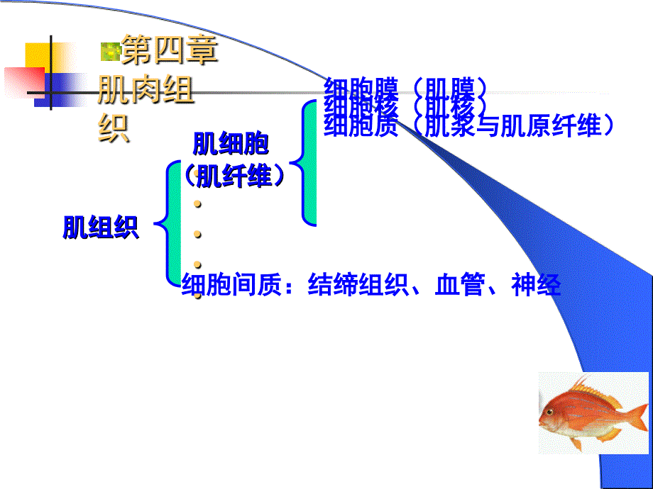 第4章肌肉组织_第4页