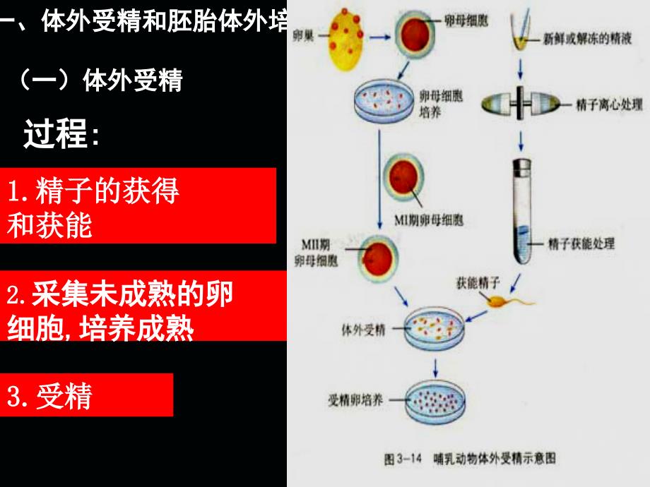 用胚胎工程浙科版－课件ppt课件_第4页