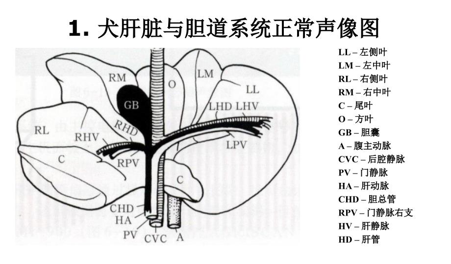 宠物诊疗技术各脏器声像图特点课件_第2页