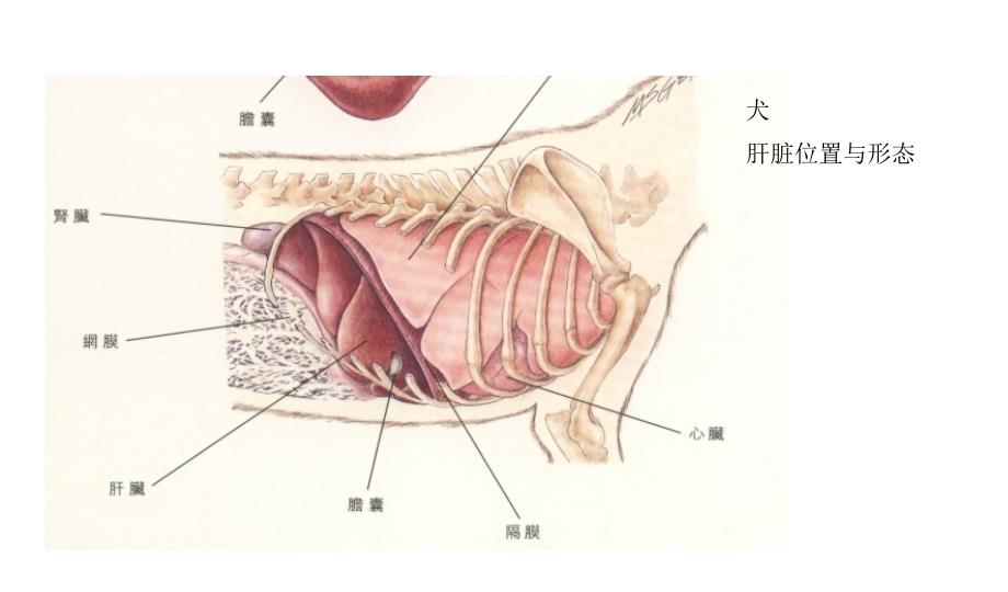 宠物诊疗技术各脏器声像图特点课件_第3页