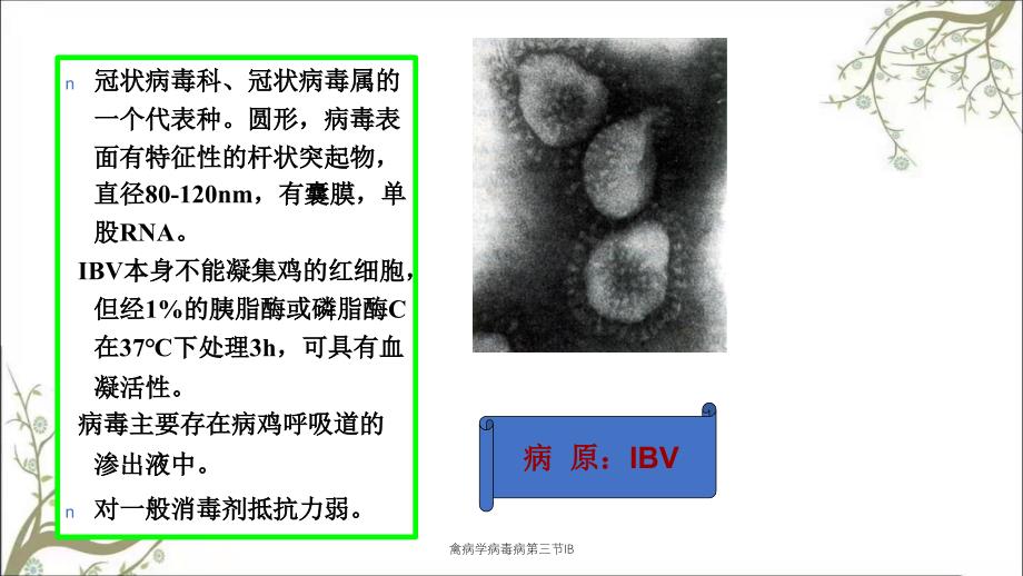 禽病学病毒病第三节IB_第4页