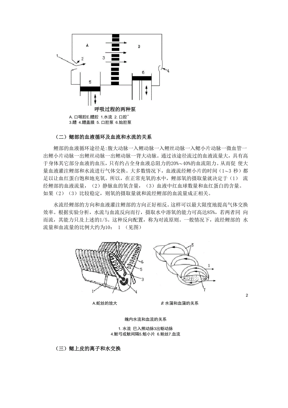 鱼鳃的构造及其生理机能_第2页