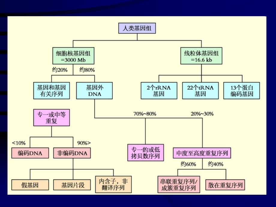 人类基因组学与基因组计划ppt课件_第4页