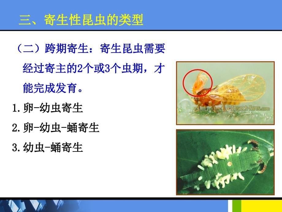 教学课件：第三章-寄生性天敌昆虫_第5页