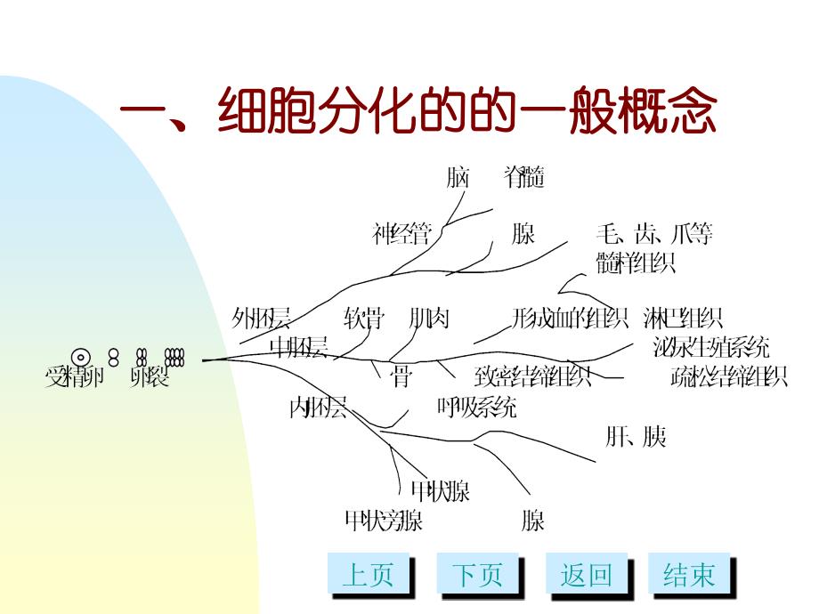 第十三章细胞分化多媒体_第2页