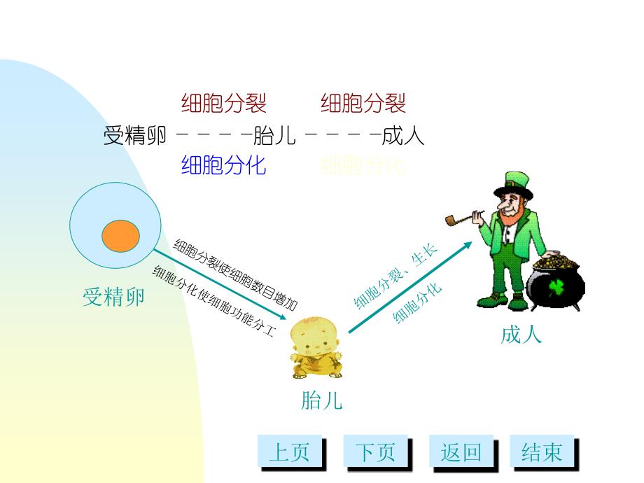 第十三章细胞分化多媒体_第3页