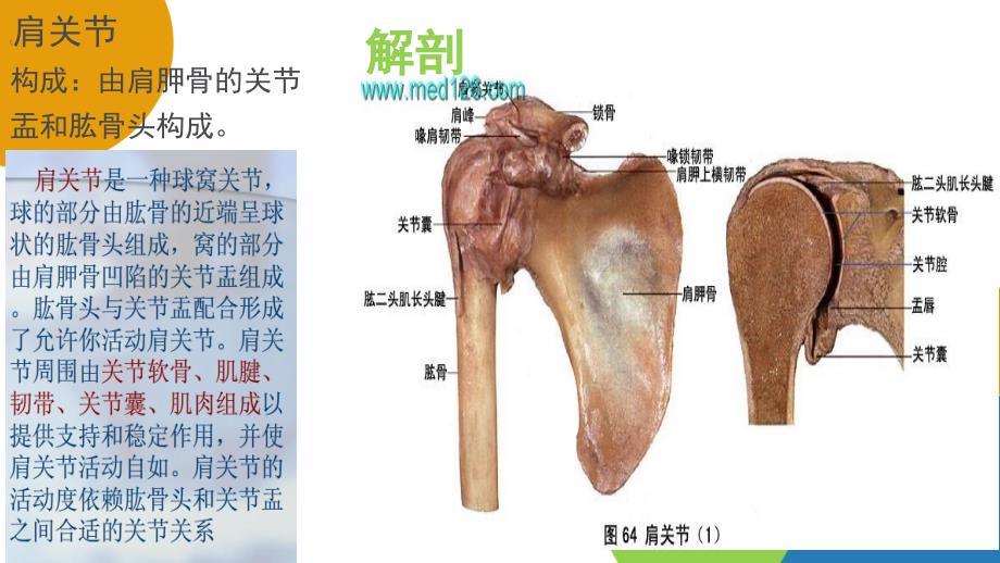 最新人工肩关节置换术手术配合庞艳彭姗姗ppt课件PPT文档_第3页