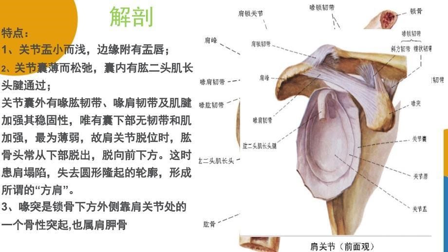 最新人工肩关节置换术手术配合庞艳彭姗姗ppt课件PPT文档_第5页