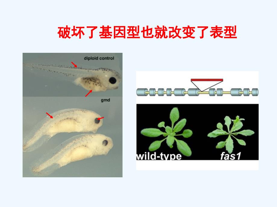 染色质免疫沉淀_第3页