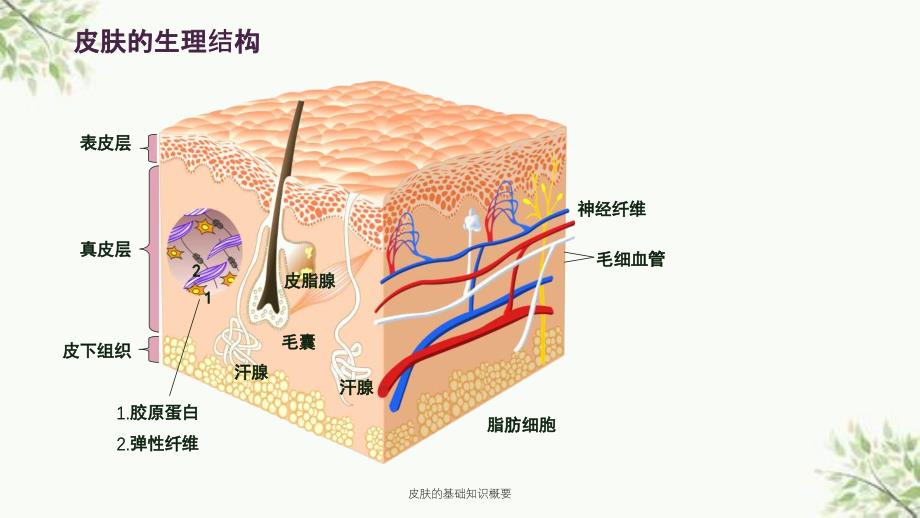 皮肤的基础知识概要课件_第3页