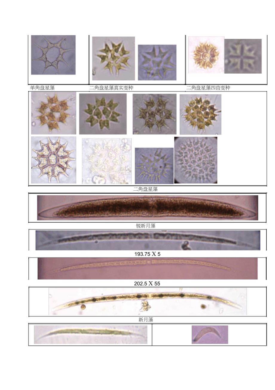 常见藻类图片_第1页