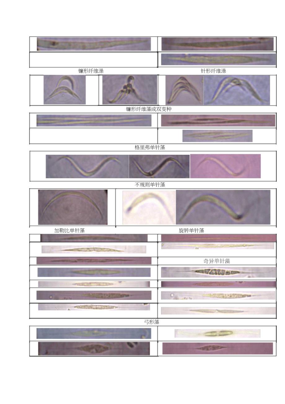 常见藻类图片_第2页