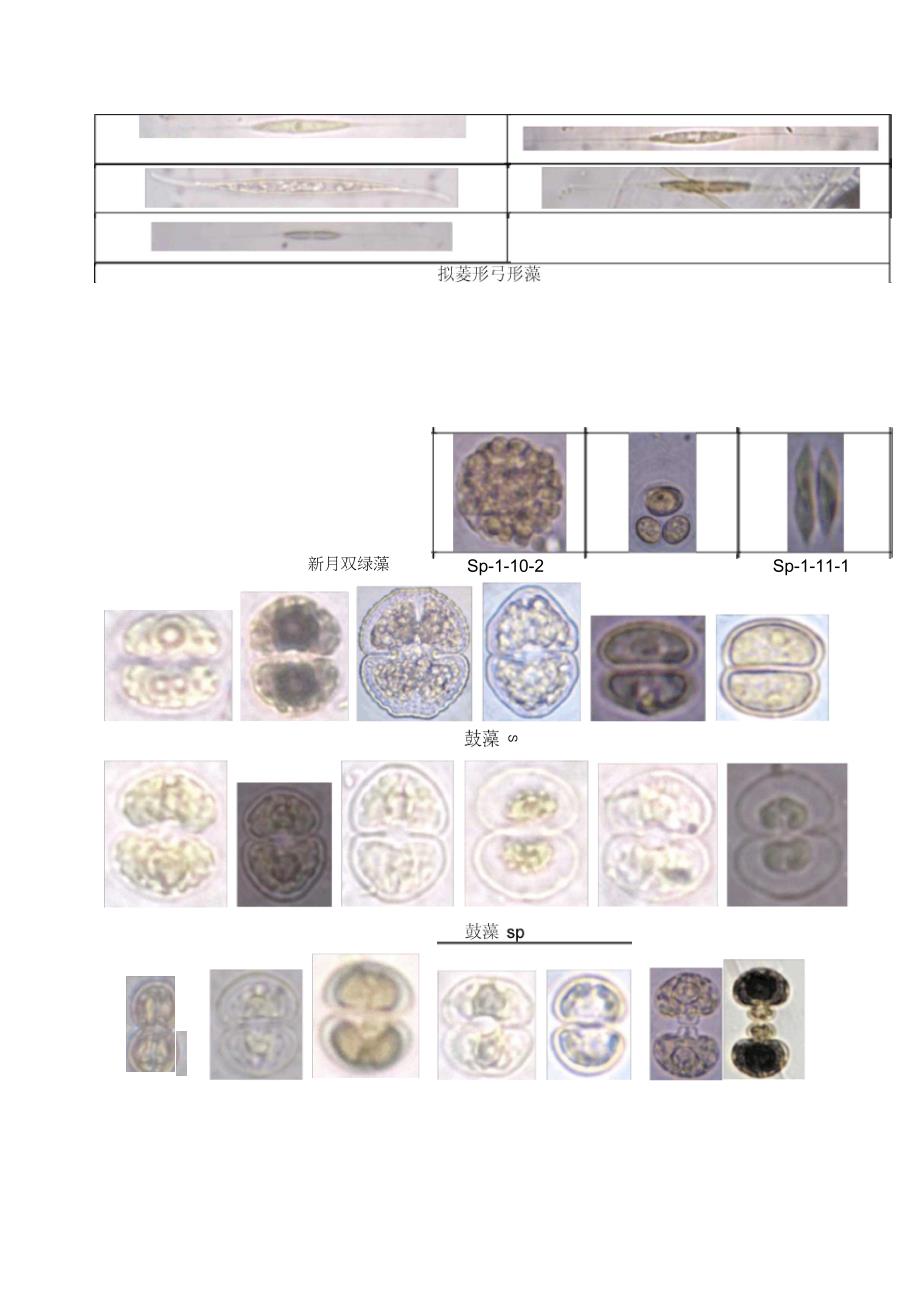 常见藻类图片_第3页