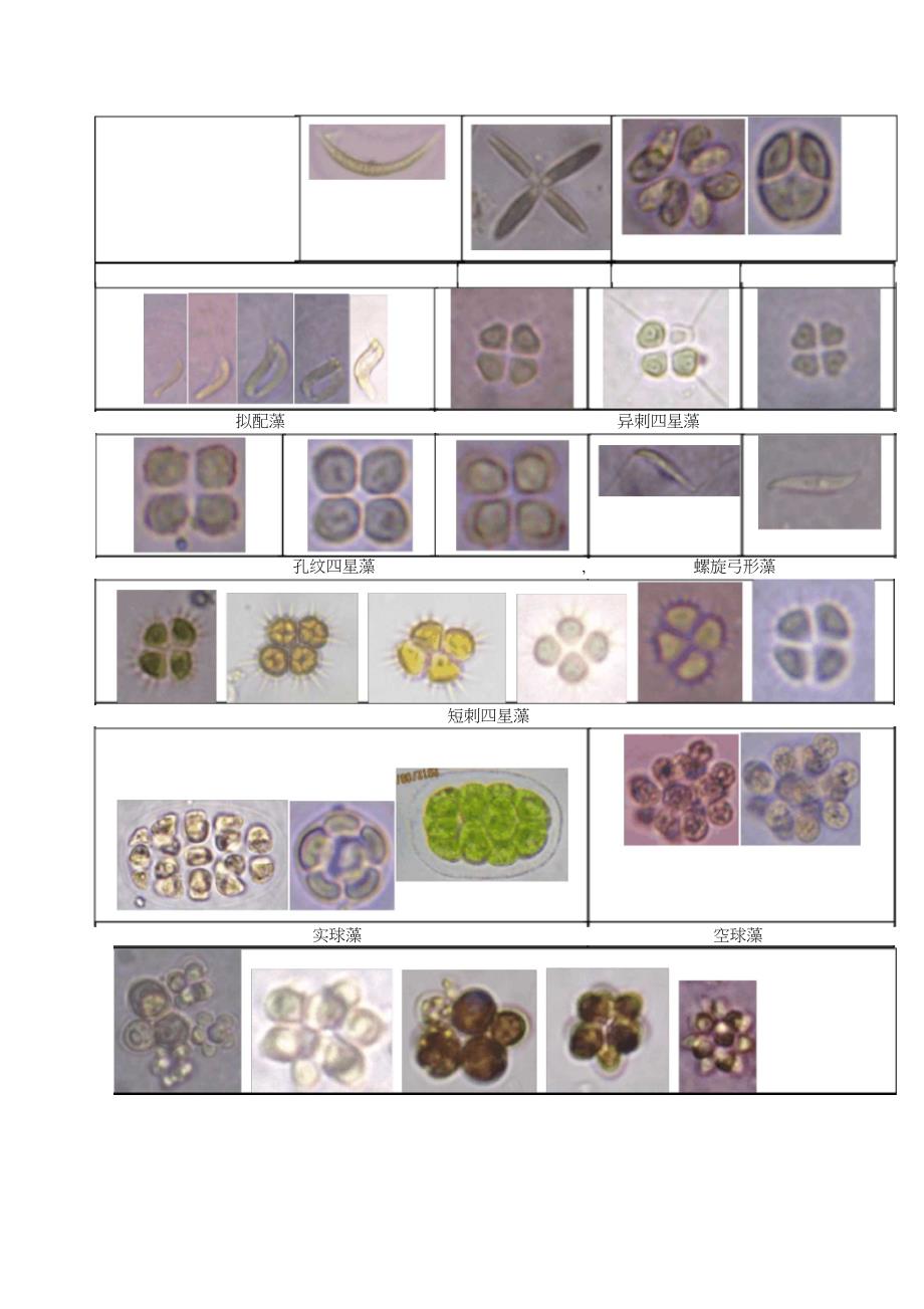 常见藻类图片_第4页