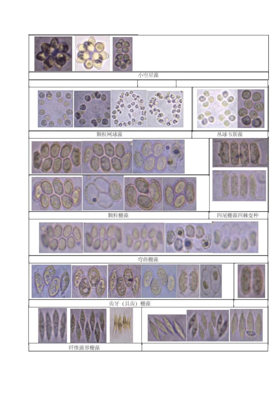 常见藻类图片_第5页
